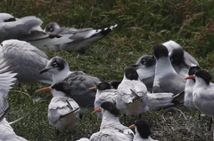 Leucophaeus pipixcan