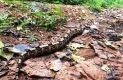 Bitis gabonica