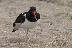 Haematopus palliatus