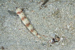 Amblyeleotris arcupinna
