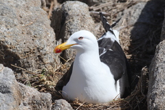 Larus dominicanus
