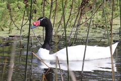 Cygnus melancoryphus