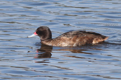 Black-Headed Duck photo 4