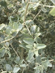 Atriplex lentiformis