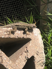 Sceloporus