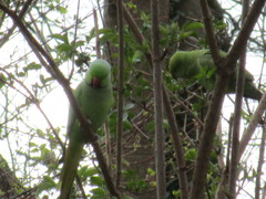 Psittacula krameri