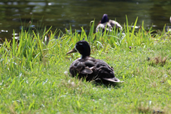 Anas platyrhynchos