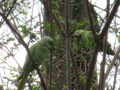 Psittacula krameri