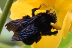 Bombus pauloensis