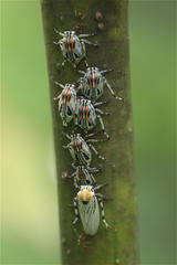 Aetalion reticulatum