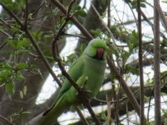 Psittacula krameri