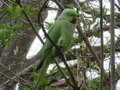 Psittacula krameri