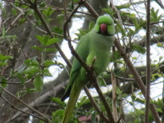 Psittacula krameri
