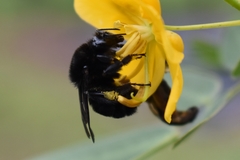 Bombus pauloensis