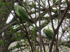 Psittacula krameri