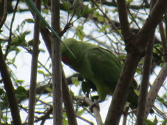 Psittacula krameri
