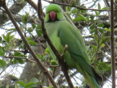 Psittacula krameri