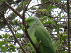 Psittacula krameri