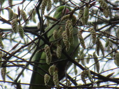 Psittacula krameri