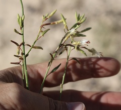 Oenothera cinerea