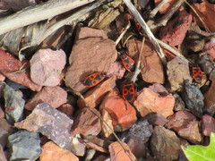 Pyrrhocoris apterus
