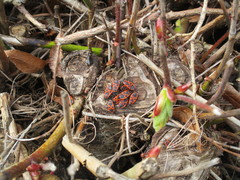Pyrrhocoris apterus
