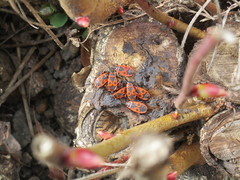Pyrrhocoris apterus
