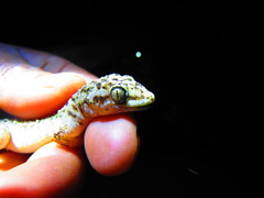 Phyllodactylus bordai