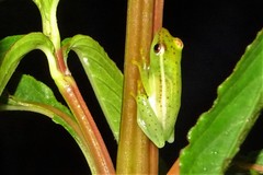 Hyperolius microps