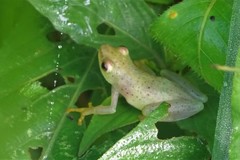 Hyperolius microps