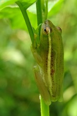Hyperolius microps