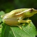 Sharp-headed Reed Frog - Photo (c) Ruben Foquet, some rights reserved (CC BY-NC), uploaded by Ruben Foquet
