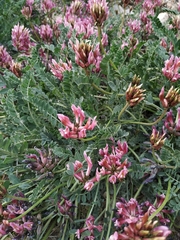 Astragalus incanus