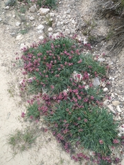Astragalus incanus