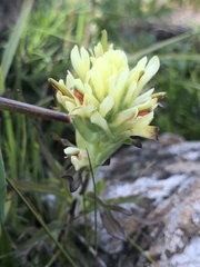 Castilleja affinis neglecta