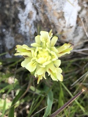 Castilleja affinis neglecta