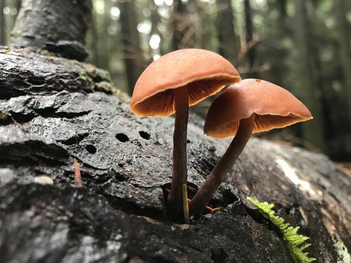 Gymnopilus rufescens image