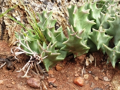 Stapeliinae