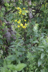 Caucasalia parviflora