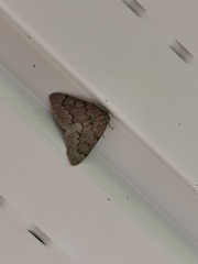 Nepytia pellucidaria