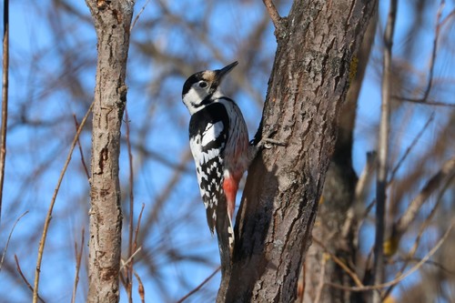 Pico dorsiblanco (Dendrocopos leucotos)