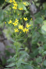 Caucasalia parviflora
