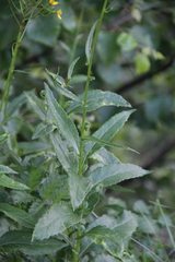 Caucasalia parviflora