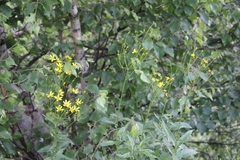 Caucasalia parviflora
