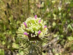 Castilleja exserta latifolia