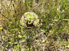 Castilleja exserta latifolia