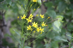 Caucasalia parviflora