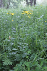 Caucasalia parviflora