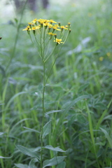 Caucasalia parviflora