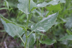 Caucasalia parviflora